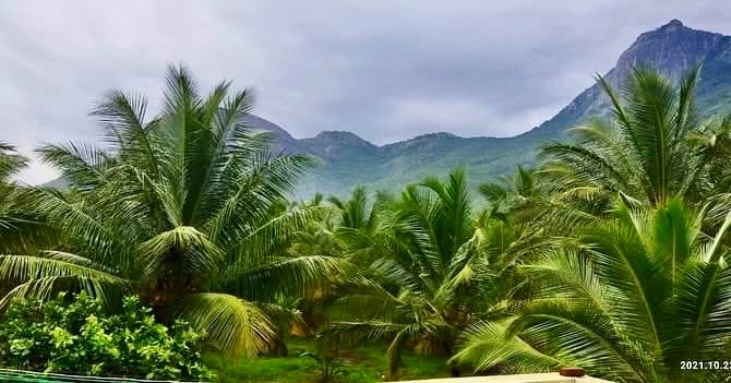 Vibrant green coconut palm trees with misty Western Ghats mountain backdrop at HillSide Oasis