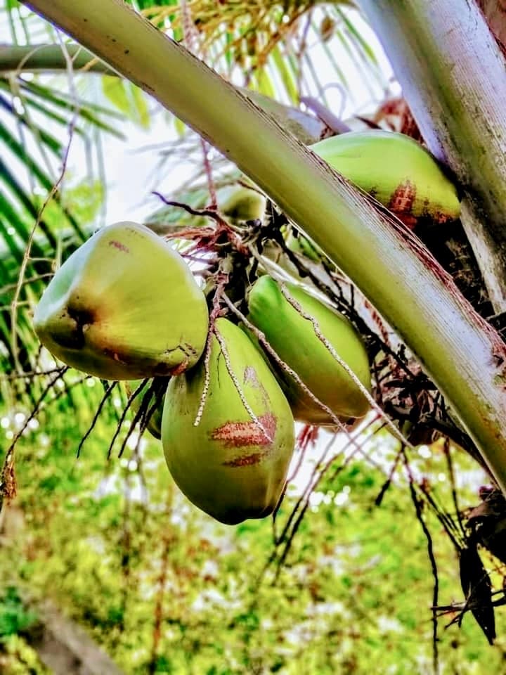 Fresh green coconuts growing on palm tree at The HillSide Oasis organic coconut farm in Pollachi