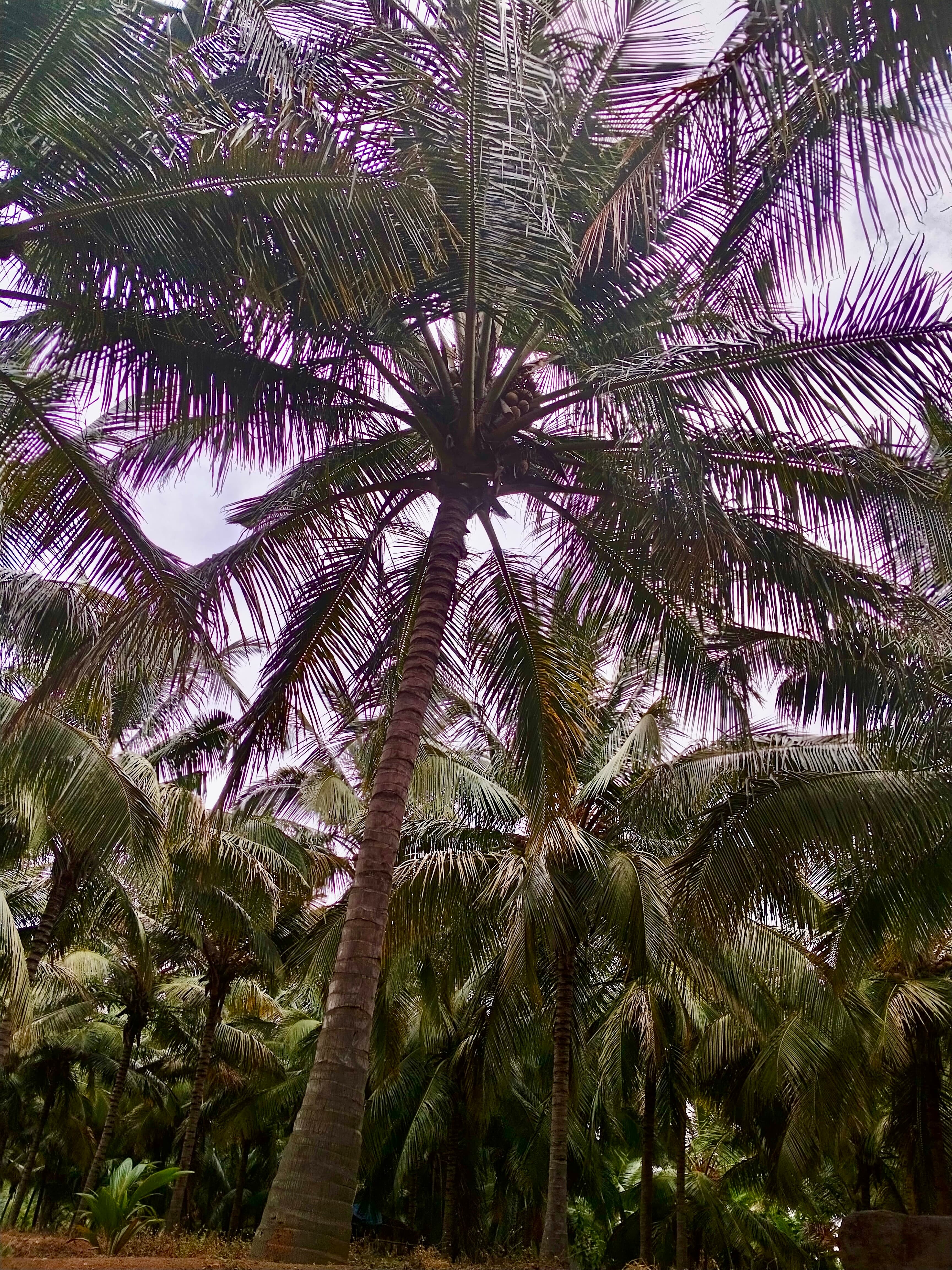 Tall coconut palm trees silhouetted against sunset sky at HillSide Oasis nature retreat Pollachi