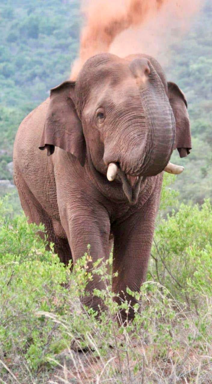 Wild elephant in natural habitat at Topslip Wildlife Sanctuary near Pollachi Western Ghats