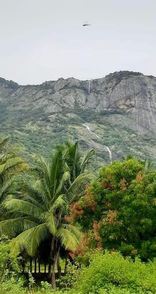 Coconut palm tree framing Western Ghats mountain with waterfall during monsoon season Pollachi